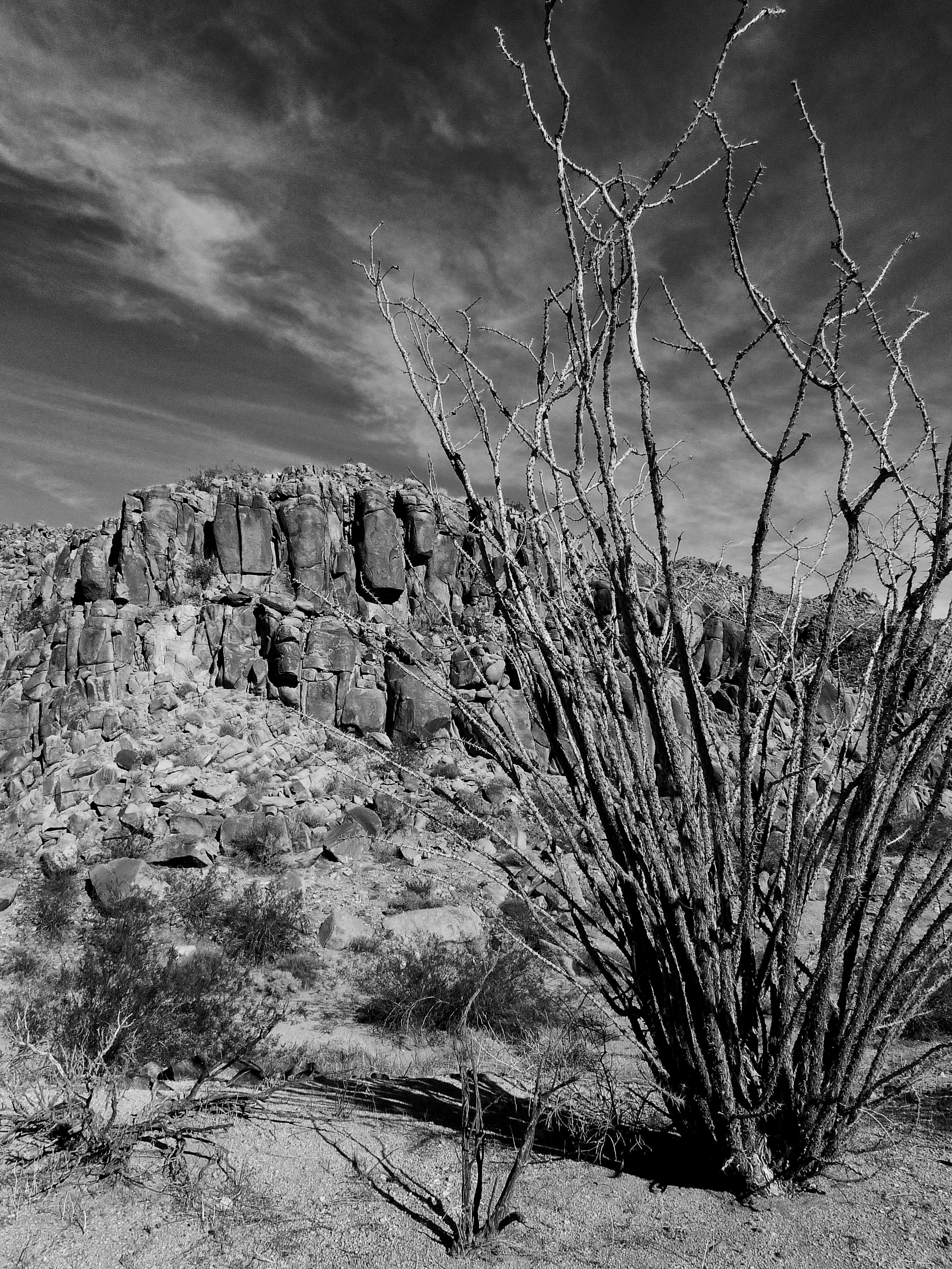 Ocotillo 2